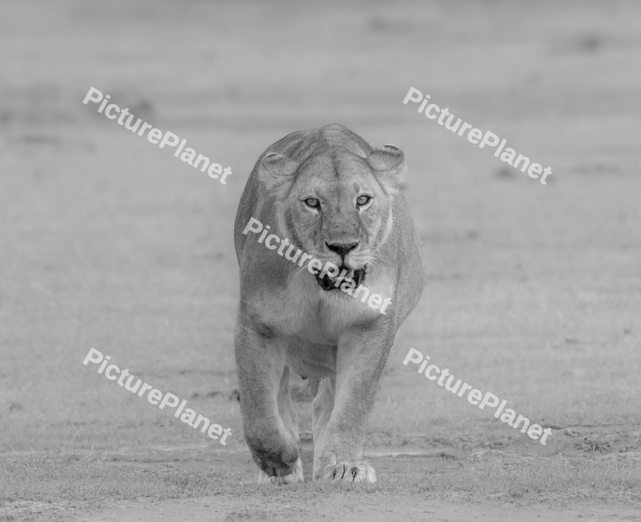 Lion walking in the jungle
